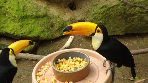 We beginnen in het oerwoud. Warm en kleurrijk.