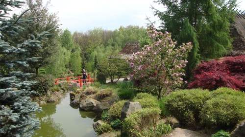 Water, bonsai's en bloesem  