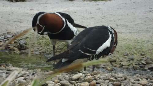 Ze spelen allemaal verstoppertje lijkt het wel