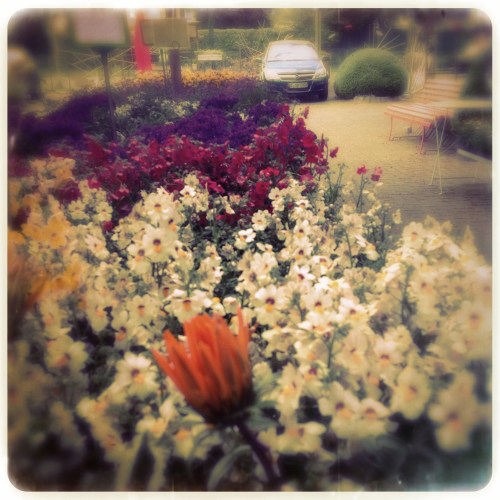 Mooie bloemen maar geen fijne bediening. 