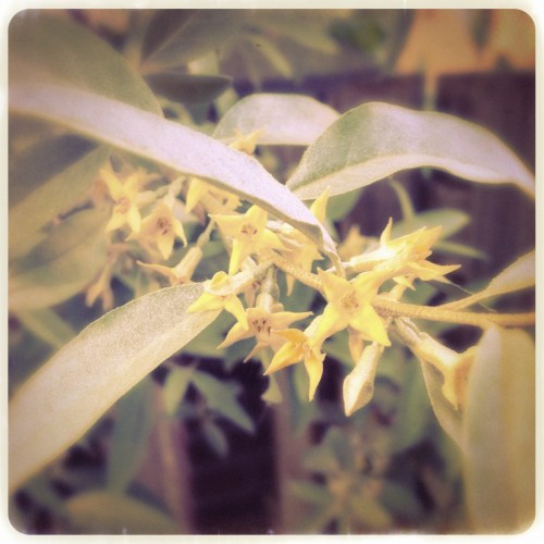 Ik spring van de hak op de tak vandaag en onze boom staat in bloei.