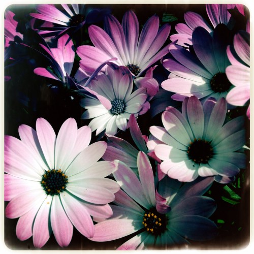 Nieuwe tuinplanten maken blij.