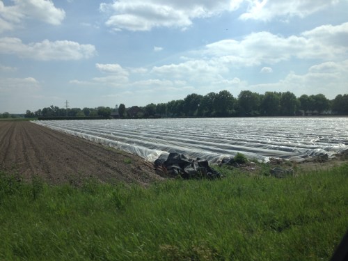 Er zijn nog volop asperges te vinden.