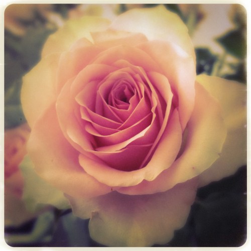 The Rose..nee nee, we krijgen geen Engelse les..