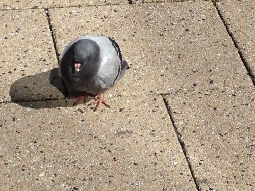 Die heeft vast niet lang meer.