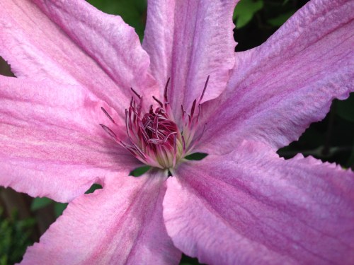 De Clematis bloeit!