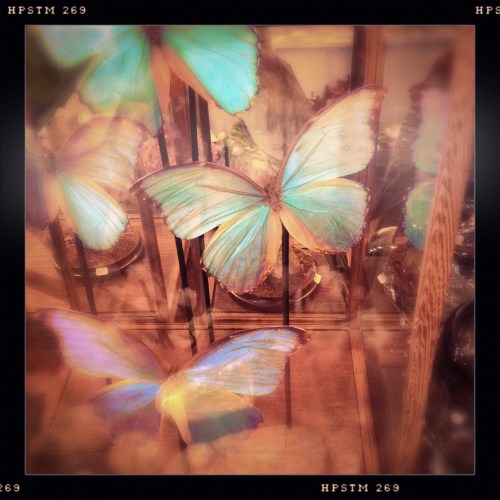 Eerst een bezoekje aan de bloemenwinkel. Vlinders in een glazen huis.