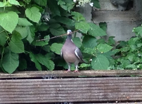 Niet allen een huismerel, ook een huisduif die een deel van de boom claimt