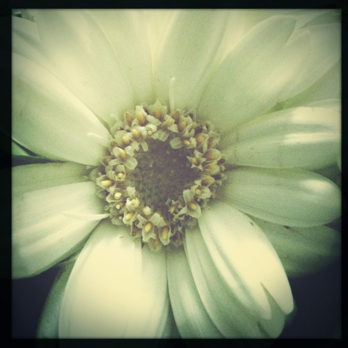 De rest van de middag test ik alle lenzen van hipstamatic op de bloemen... 