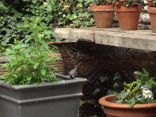 Niet alleen een huismerel en een huisduif, we hebben ook huismezen. Vandaag waren ze op zoek.