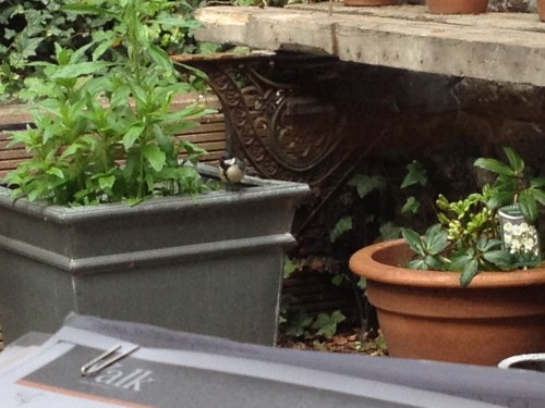 Mag ik voorstellen..onze huismezen.