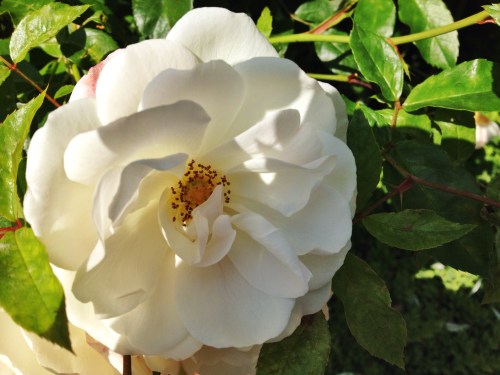 Bijna thuis spot ik nog een roos.