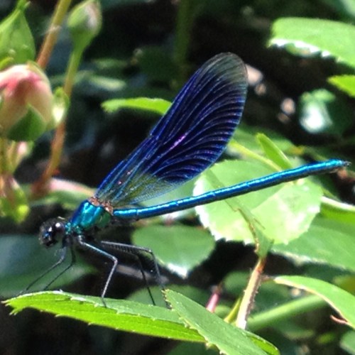 Ik heb eerst 10 minuten achter het beest aangerend voor ik eindelijk de kans kreeg om hem vast te leggen. Fotograferen is zoooo leuk!