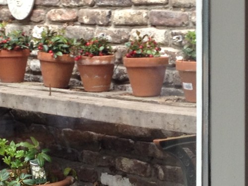 Geen beste foto, maar vandaag heb ik huismuis voor het eerst betrapt. Zien jullie hem ook?