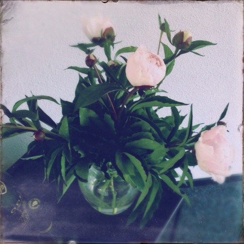 ... en prachtige pioenrozen.