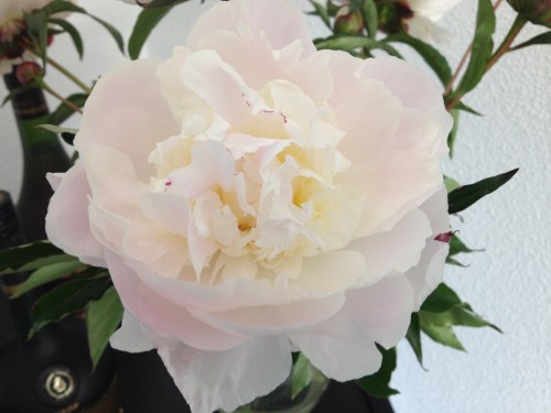 De pioenrozen zijn helemaal geopend...