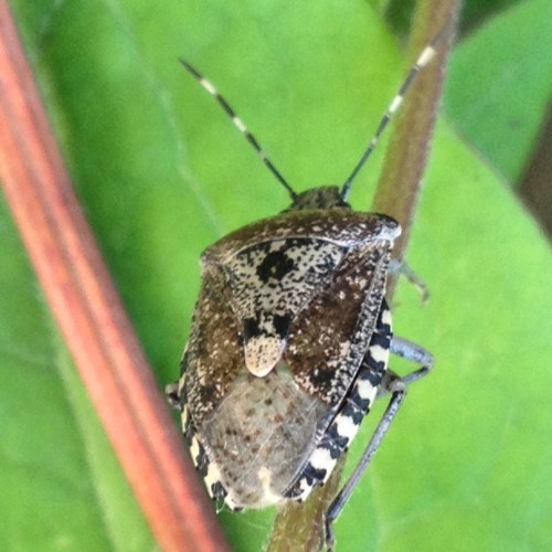 Ik ontdek weer een vreemd beestje