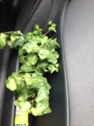 Twee miniplantjes in het zijvak