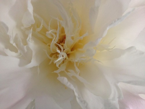 Een foto van het hart van een pioenroos. Even focussen