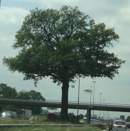 Ik heb me hier al vaker over verbaasd. Een gigantische boom op de middenberm met een hekje er omheen