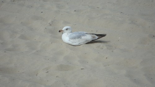 Uitrusten op z'n vogels.