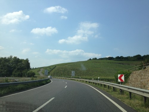 Druiven, druiven en nog meer druiven..