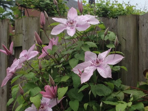 De clematis is er blij mee