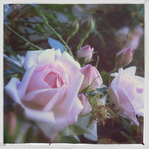 De rozen staan in volle bloei.