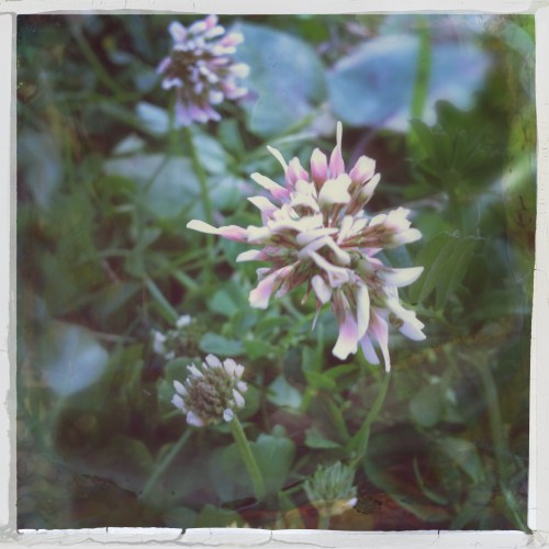 Klaver aan mijn voeten. Zelfs hier speel ik met filters..:)