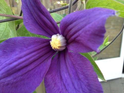 De blauwe clematis bloeit...mooi toch?