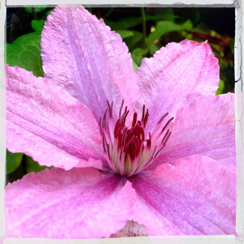 De bloemetjes worden weer buiten gezet