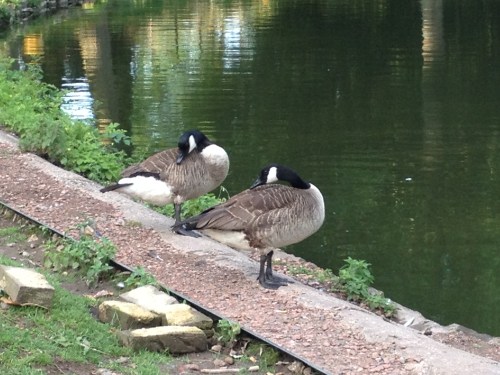 Simultaan veren schikken