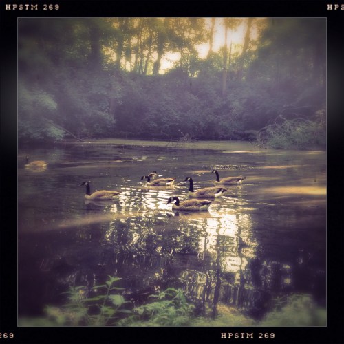 On golden pond. De "keukenvijver" in gefilterd zonlicht