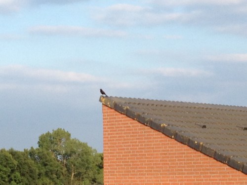 De merel sluit deze dag af met een prachtig lied. Ik zou het niet beter kunnen. Dag dag, tot morgen!