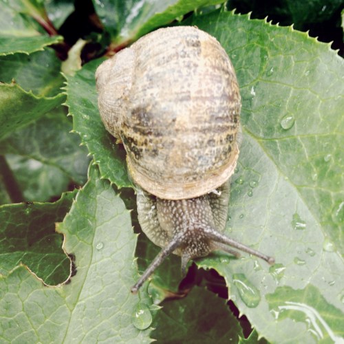 Dooie boel zou je denken, maar er leeft echt van alles op het kerkhof.