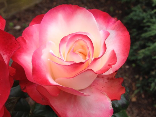 Zo'n mooie roos lijkt me wel wat.