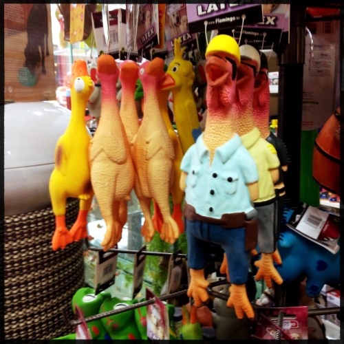 Céline heeft konijnenspul nodig. Ik ben er als de kippen bij.