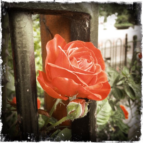 Nog een plaatje voor ik in de auto stap