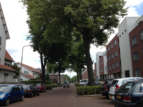 De Lindebomen staan in bloei. Geuren die horen bij mijn jeugd.