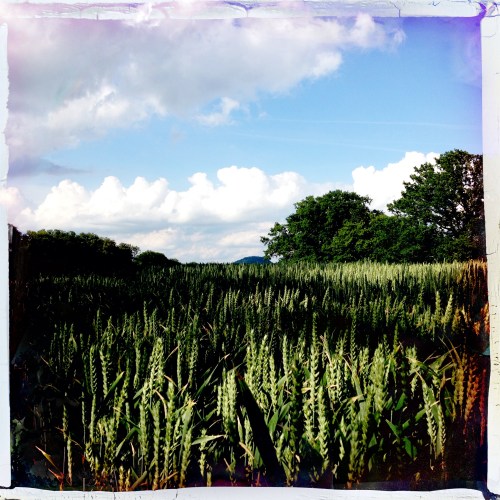 Het graan staat al aardig hoog.