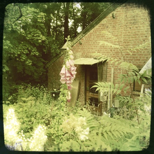 Ik sta even stil bij een vervallen huisje dat tegen het bos aan lijkt te leunen. De verwilderde tuin nodigt uit, maar ik ben niet moedig genoeg.