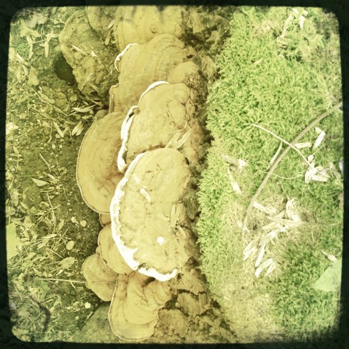 Er groeit hier van alles.