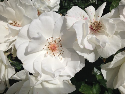 Rozen, ze blijven speciaal. Zonder...