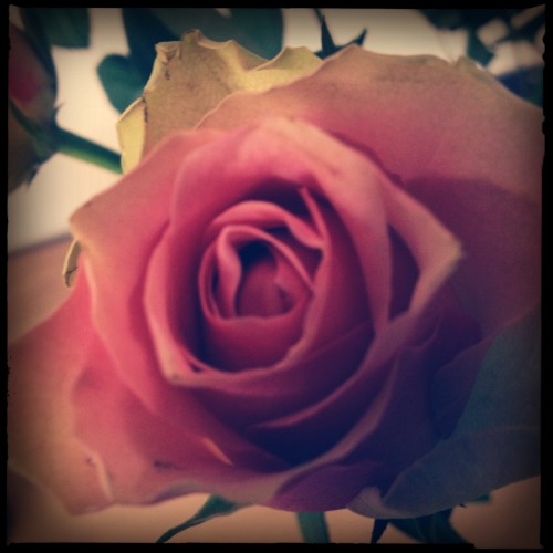 Zulk nieuws verdient een roos