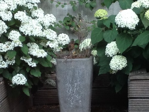 Ach kijk nou toch...een babymerel in de kantoortuin.