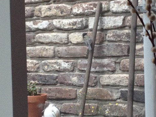 De huismees zoekt het  hogerop.