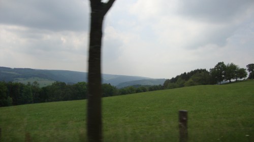 Heel veel bos te zien door een boom.