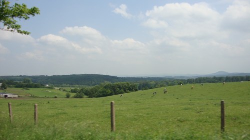 Hier staan de koeien gewoon buiten