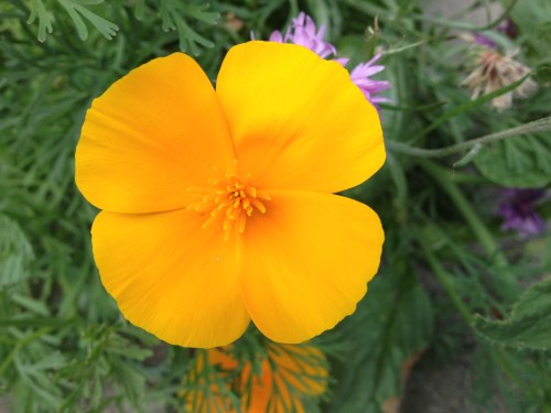 Ik kom een oranje bloemetje tegen