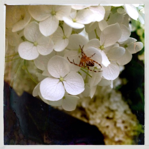 Nog meer leven in de brouwerij. Het kan niet op in onze stadstuin.